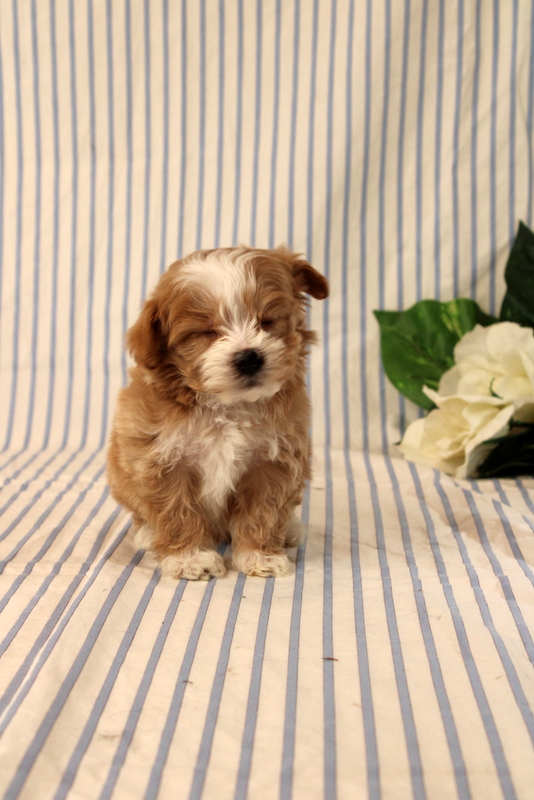 puppy, for, sale, Maltipoo, Matthew B. Stoltzfus, dog, breeder, Gap, PA, dog-breeder, puppy-for-sale, forsale, nearby, find, puppyfind, locator, puppylocator, aca